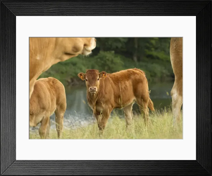 Framed Print : Picture No. 10891341 Framed Print : Picture No. 10891341