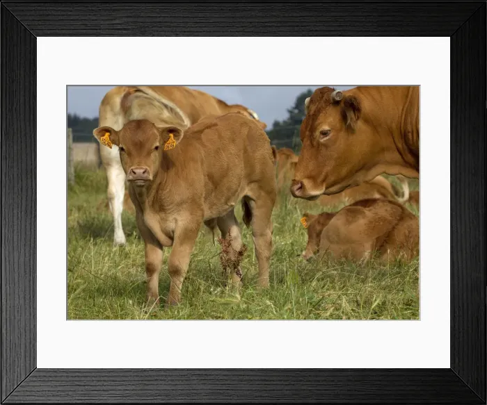 Framed Print : Picture No. 10891337
