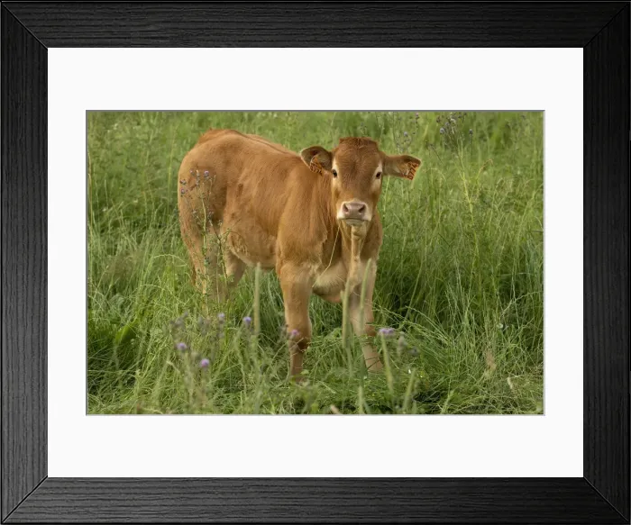 Framed Print : Picture No. 10891340 Framed Print : Picture No. 10891340