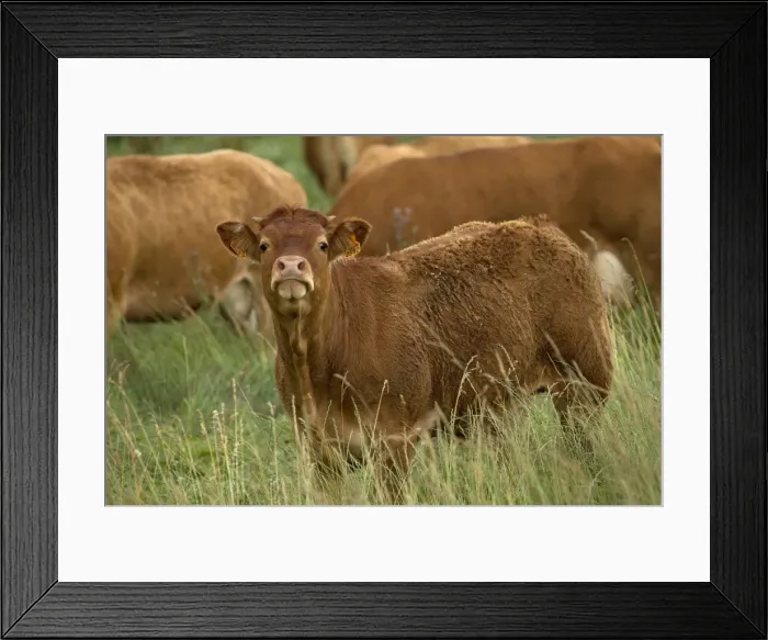 Framed Print : Picture No. 10891339 Framed Print : Picture No. 10891339
