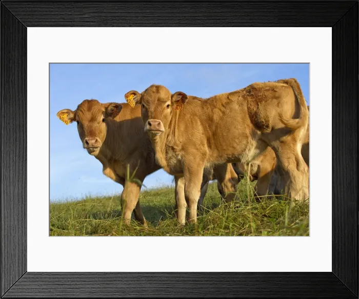 Framed Print : Picture No. 10891343 Framed Print : Picture No. 10891343