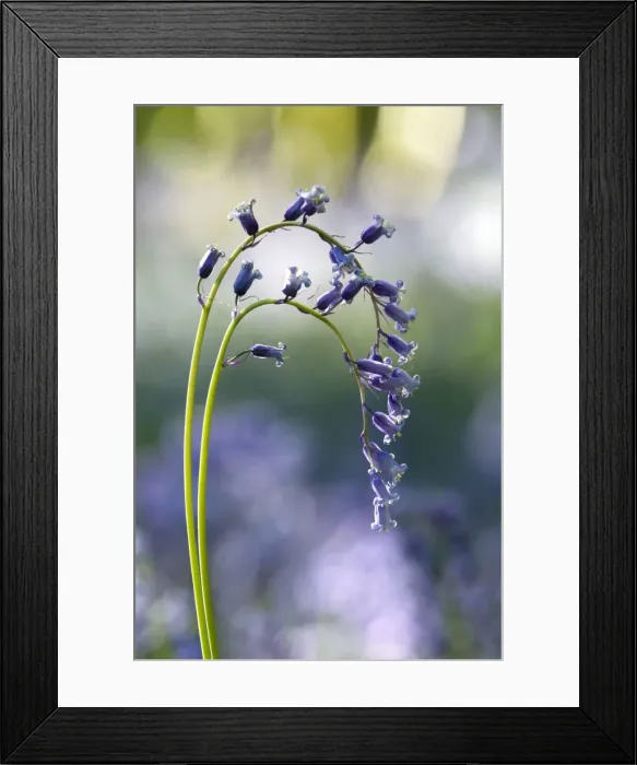 Framed Print : Picture No. 10891352 Framed Print : Picture No. 10891352