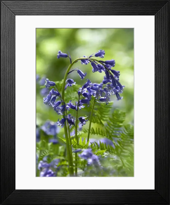 Framed Print : Picture No. 10891354