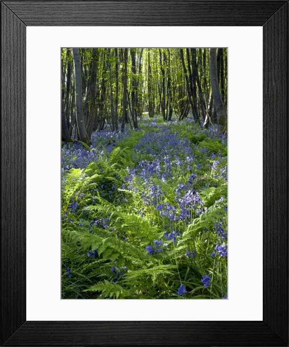 Framed Print : Picture No. 10891353 Framed Print : Picture No. 10891353