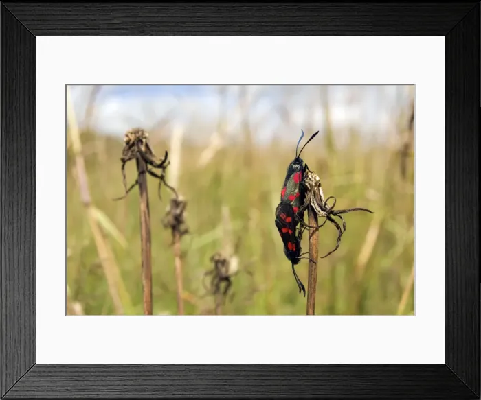 Framed Print : Picture No. 10891356 Framed Print : Picture No. 10891356