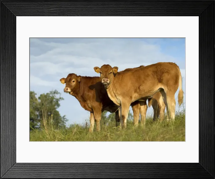 Framed Print : Picture No. 10891344 Framed Print : Picture No. 10891344