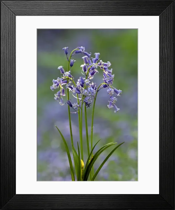 Framed Print : Picture No. 10891355