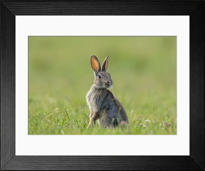 Framed Print : Picture No. 10891359 Framed Print : Picture No. 10891359