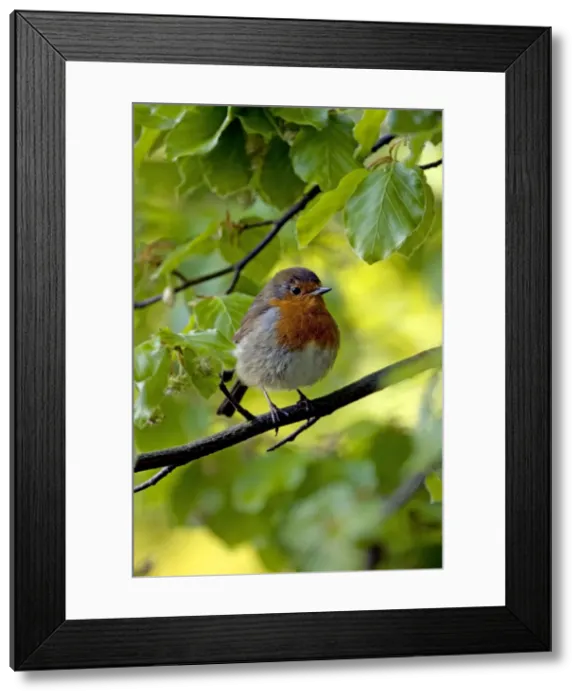 Framed Print : Picture No. 10891363 Framed Print : Picture No. 10891363