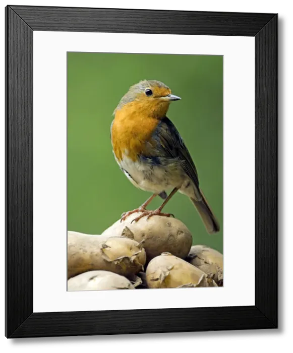 Framed Print : Picture No. 10891361 Framed Print : Picture No. 10891361