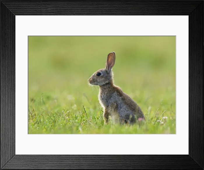 Framed Print : Picture No. 10891358 Framed Print : Picture No. 10891358