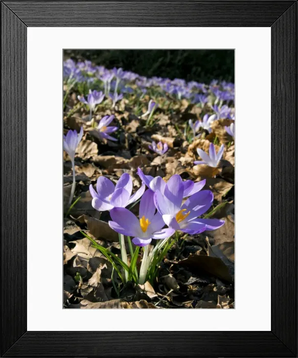 Framed Print : Picture No. 10891366 Framed Print : Picture No. 10891366