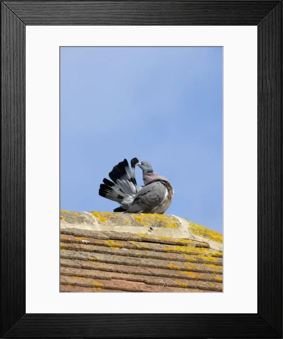 Framed Print : Picture No. 10891362 Framed Print : Picture No. 10891362