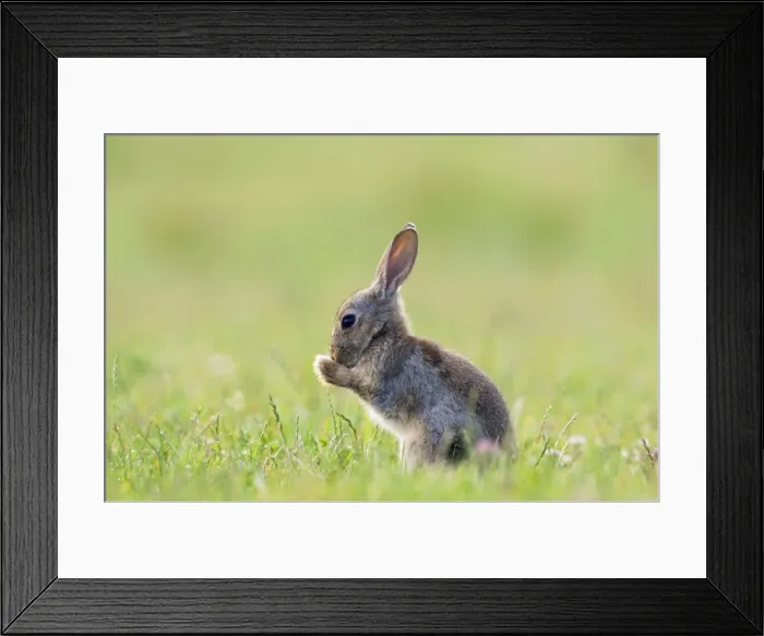 Framed Print : Picture No. 10891360 Framed Print : Picture No. 10891360