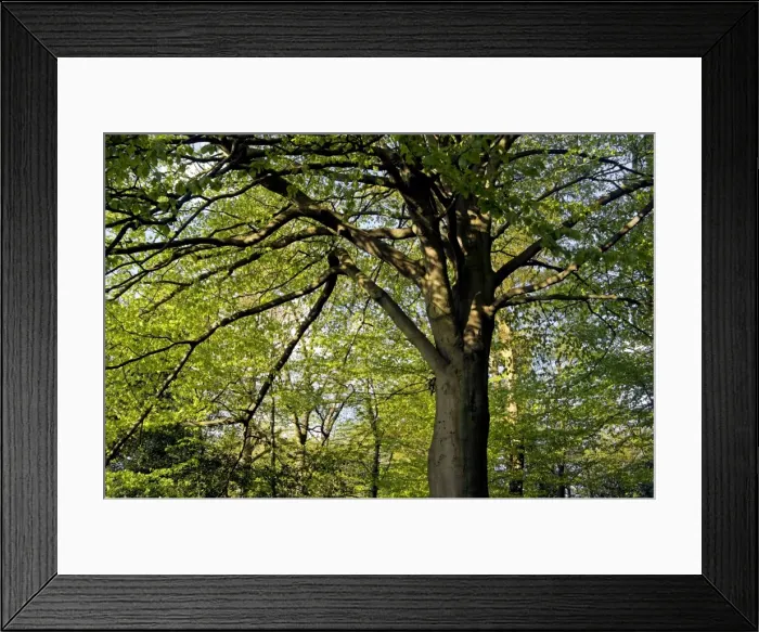 Framed Print : Picture No. 10891364 Framed Print : Picture No. 10891364