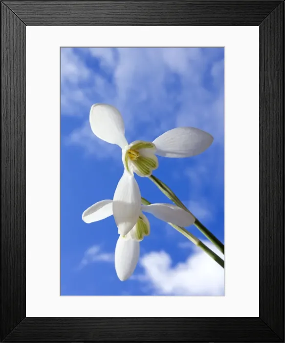 Framed Print : Picture No. 10891367 Framed Print : Picture No. 10891367