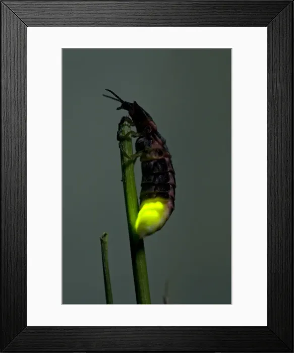 Framed Print : Picture No. 10891369 Framed Print : Picture No. 10891369