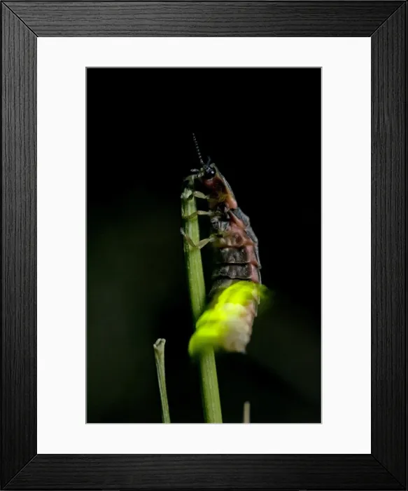 Framed Print : Picture No. 10891370 Framed Print : Picture No. 10891370