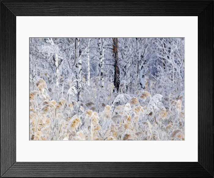 Framed Print : Picture No. 10891372 Framed Print : Picture No. 10891372
