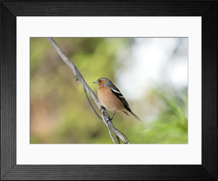 Framed Print : Picture No. 10891374 Framed Print : Picture No. 10891374