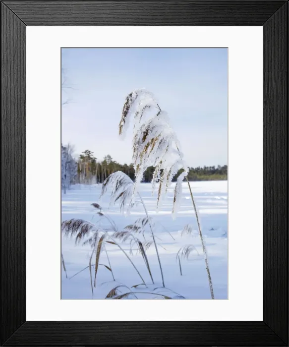 Framed Print : Picture No. 10891373 Framed Print : Picture No. 10891373