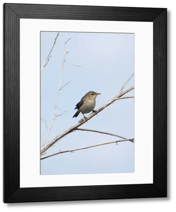 Framed Print : Picture No. 10891376