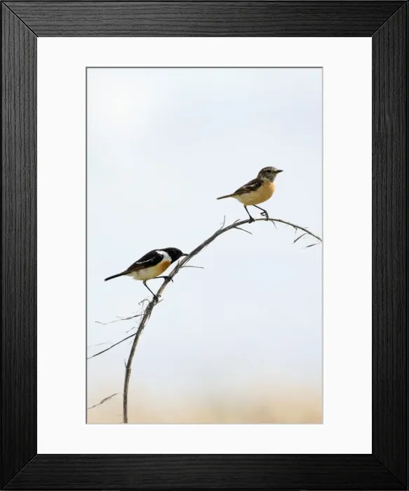 Framed Print : Picture No. 10891377 Framed Print : Picture No. 10891377