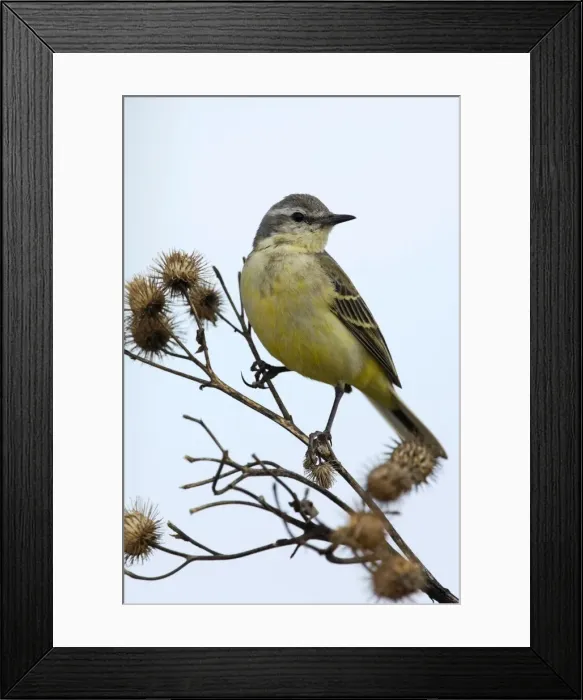 Framed Print : Picture No. 10891378 Framed Print : Picture No. 10891378