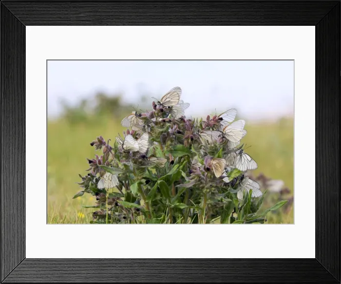 Framed Print : Picture No. 10891379 Framed Print : Picture No. 10891379