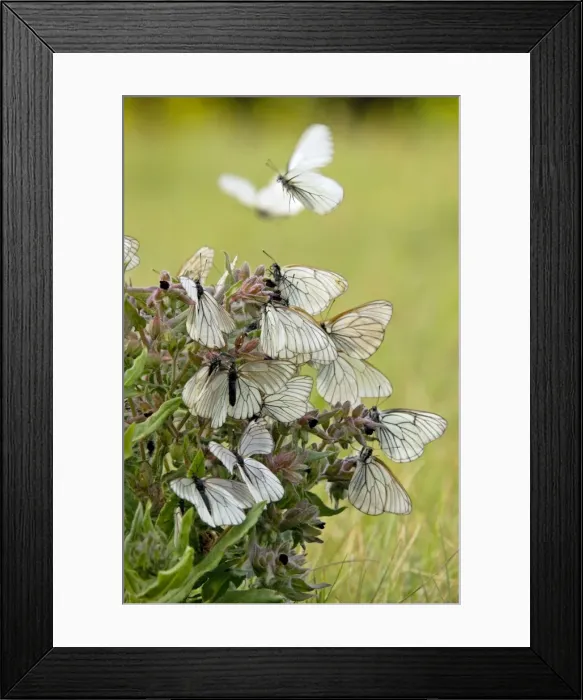 Framed Print : Picture No. 10891380 Framed Print : Picture No. 10891380