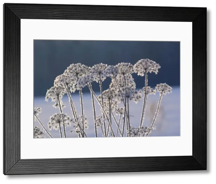 Framed Print : Picture No. 10891371 Framed Print : Picture No. 10891371