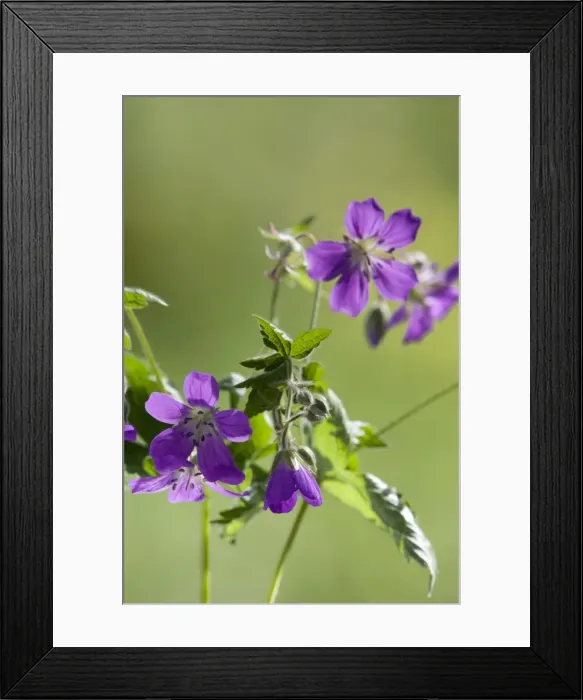 Framed Print : Picture No. 10891382 Framed Print : Picture No. 10891382
