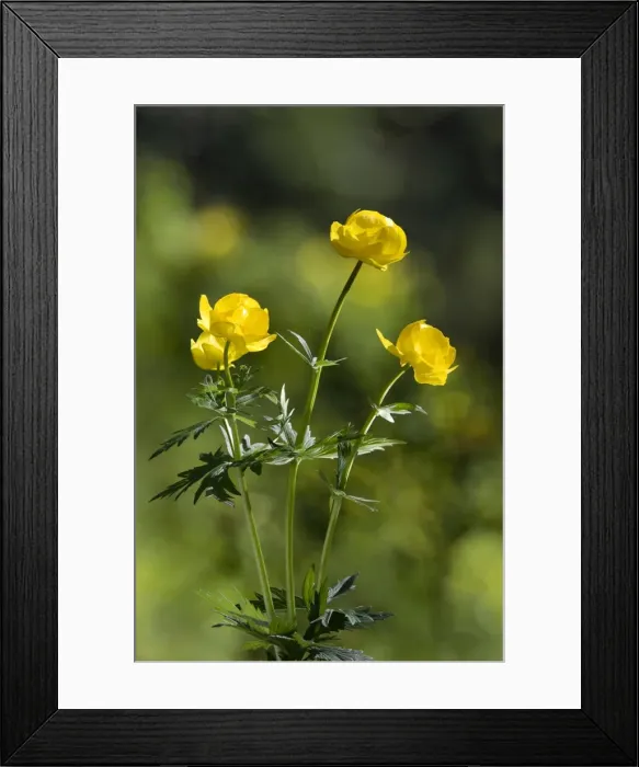 Framed Print : Picture No. 10891383 Framed Print : Picture No. 10891383