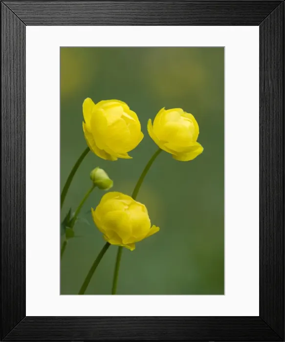 Framed Print : Picture No. 10891386 Framed Print : Picture No. 10891386