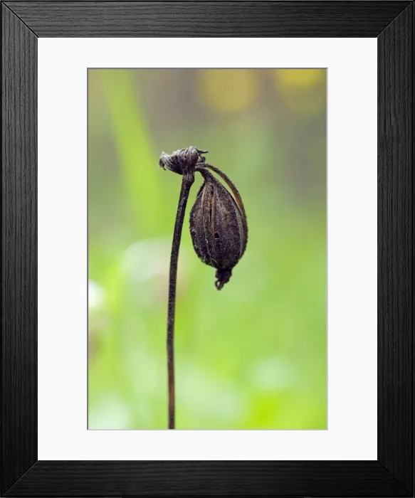 Framed Print : Picture No. 10891390 Framed Print : Picture No. 10891390