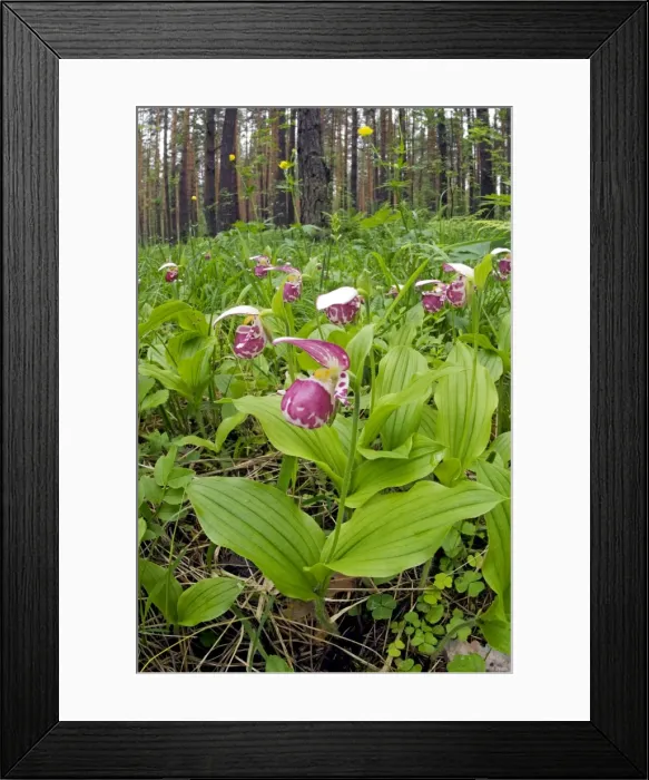 Framed Print : Picture No. 10891391 Framed Print : Picture No. 10891391