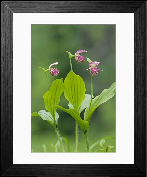 Framed Print : Picture No. 10891393 Framed Print : Picture No. 10891393