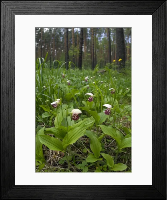 Framed Print : Picture No. 10891388 Framed Print : Picture No. 10891388