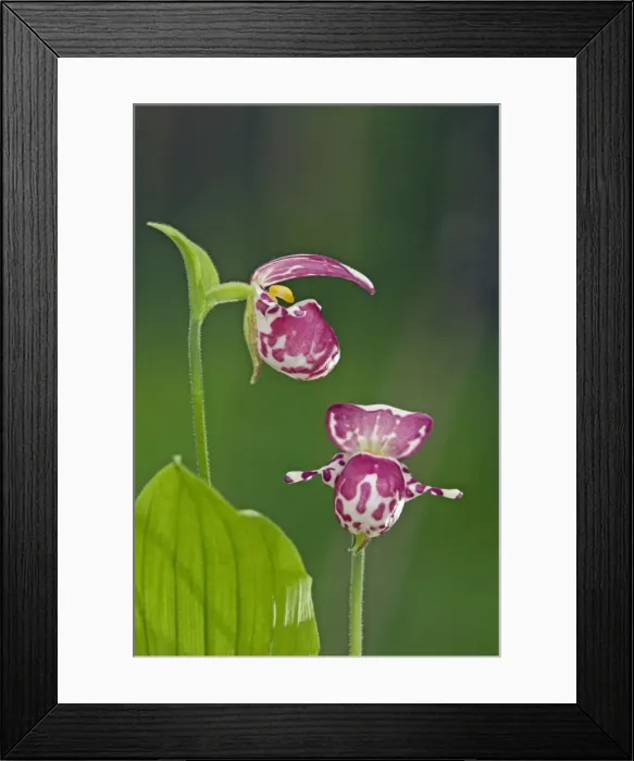 Framed Print : Picture No. 10891394 Framed Print : Picture No. 10891394