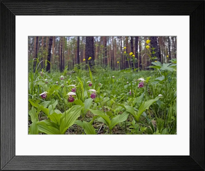 Framed Print : Picture No. 10891389 Framed Print : Picture No. 10891389