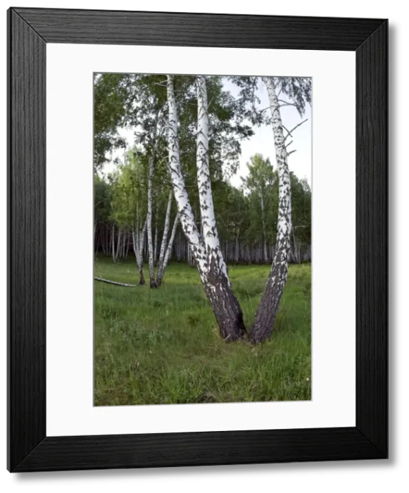 Framed Print : Picture No. 10891385 Framed Print : Picture No. 10891385