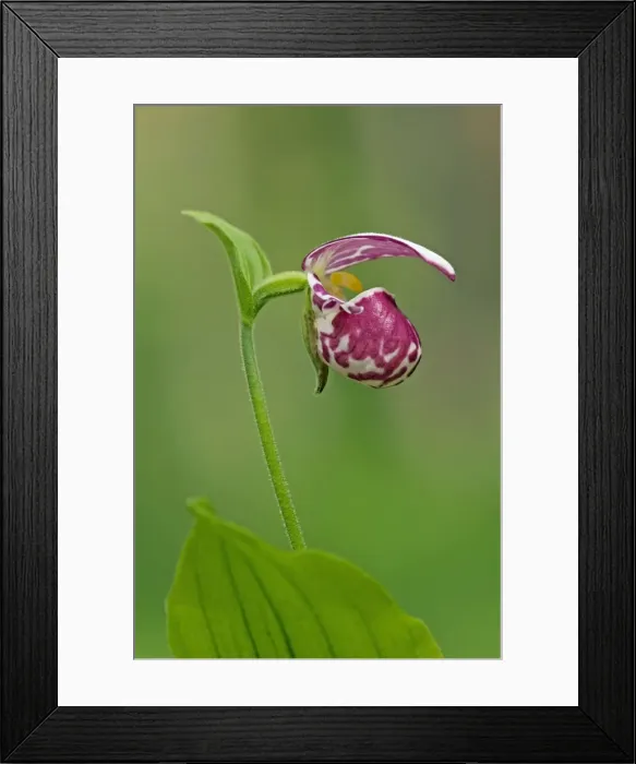 Framed Print : Picture No. 10891395 Framed Print : Picture No. 10891395