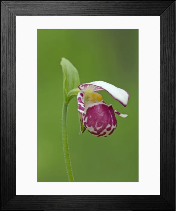 Framed Print : Picture No. 10891396 Framed Print : Picture No. 10891396