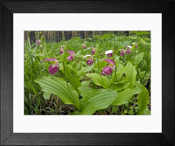 Framed Print : Picture No. 10891392 Framed Print : Picture No. 10891392