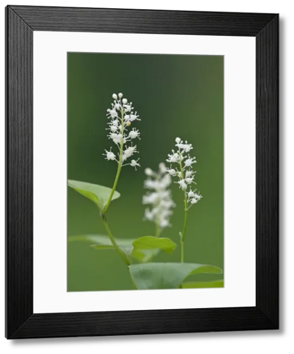 Framed Print : Picture No. 10891397 Framed Print : Picture No. 10891397
