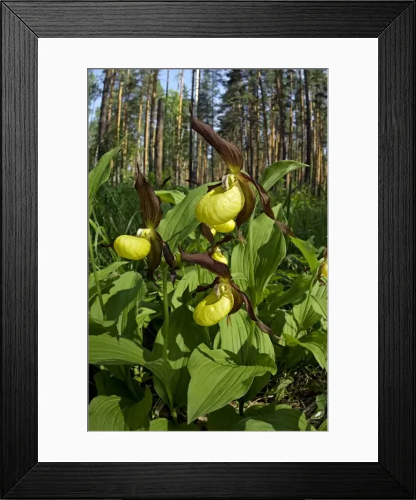 Framed Print : Picture No. 10891401 Framed Print : Picture No. 10891401