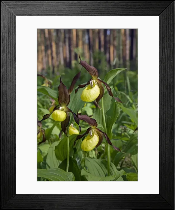 Framed Print : Picture No. 10891402 Framed Print : Picture No. 10891402