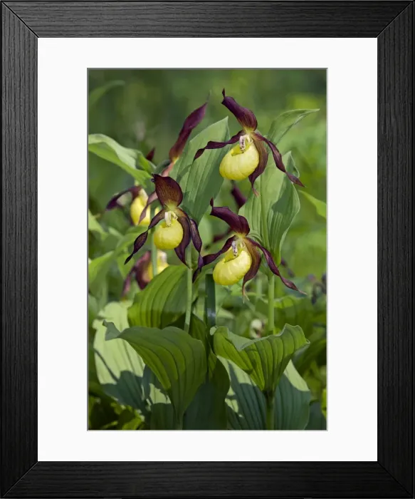 Framed Print : Picture No. 10891403 Framed Print : Picture No. 10891403