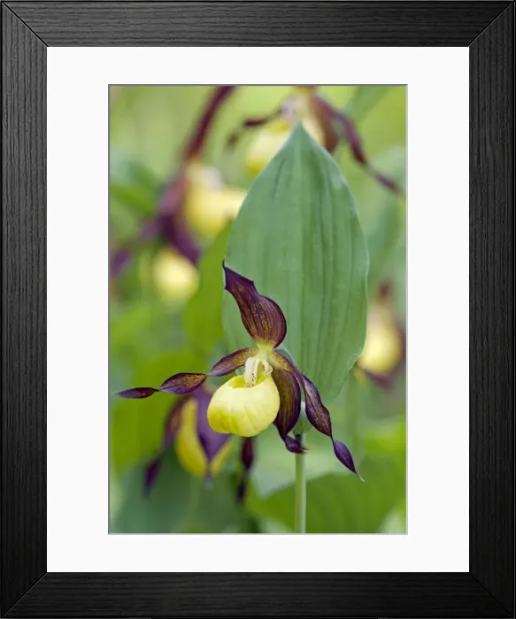 Framed Print : Picture No. 10891404 Framed Print : Picture No. 10891404