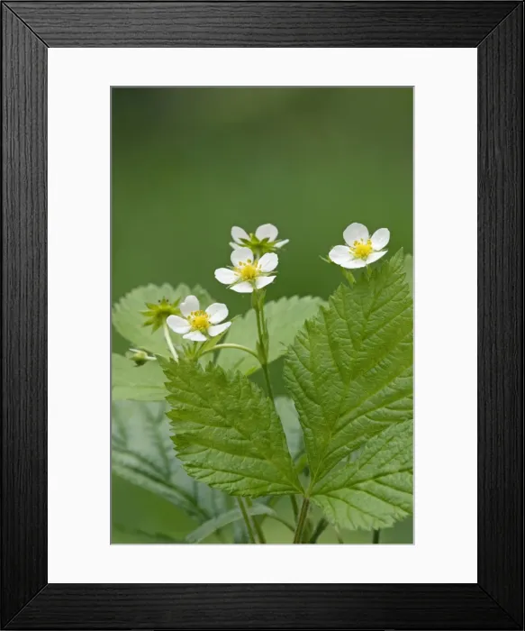 Framed Print : Picture No. 10891398 Framed Print : Picture No. 10891398